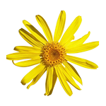 yellow arnica montana flower, natural ingredient