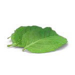 green menthol leaves, natural ingredient