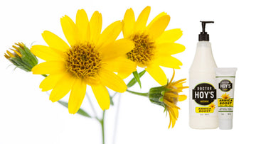 Doctor Hoy's Blog Post: Arnica Montana a Healing Plant