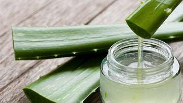 Ingredient Spotlight: Benefits of Aloe Vera
