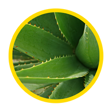 Aloe vera in plant form, skin conditioning agent