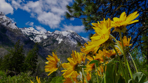 Wild Arnica Montana flowers in the mountains, blue skies, day time.