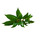 green camphor leaves, natural ingredient